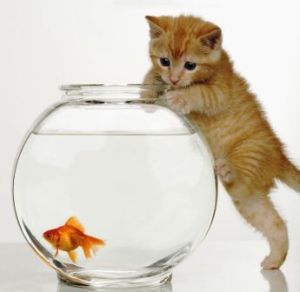 猫と金魚.jpg